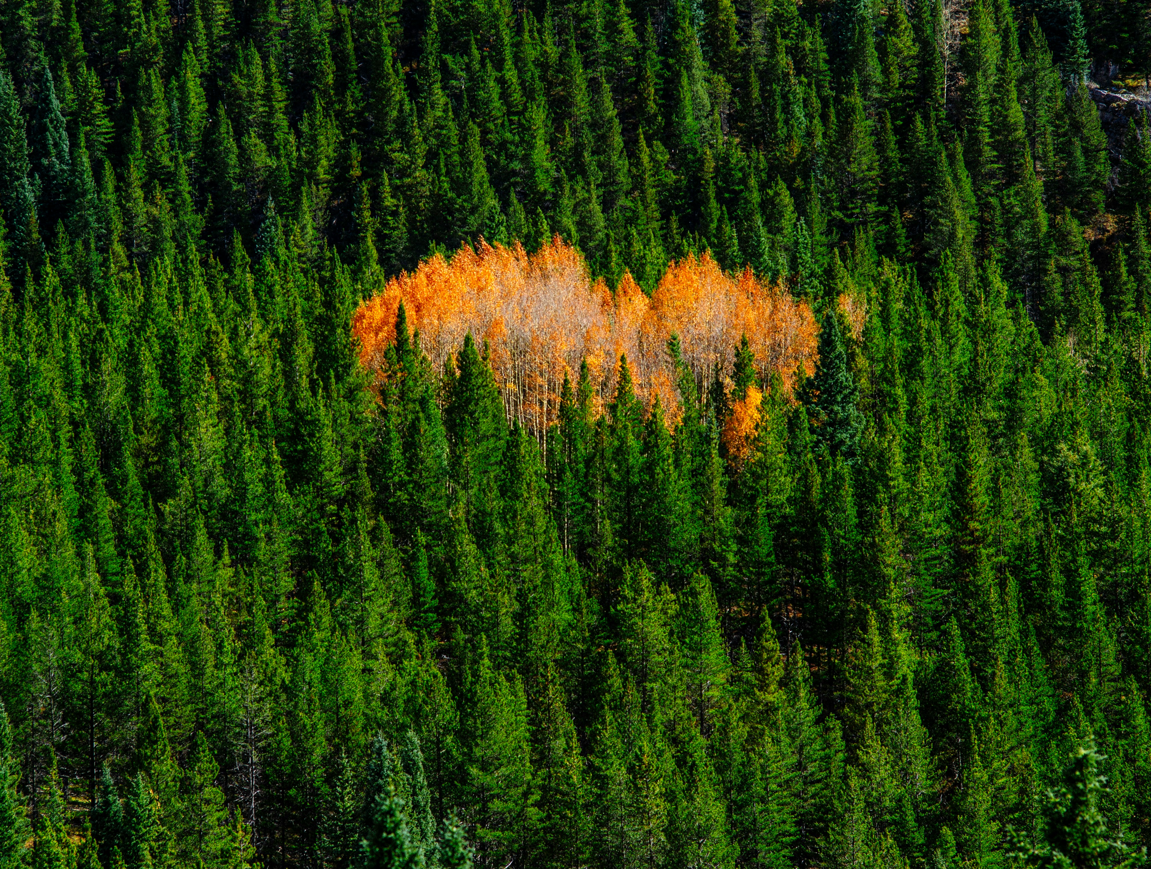 green pine trees on fire at daytime